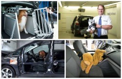 CRASH-TEST-DOG-1