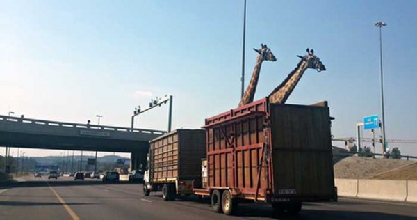 A pair of giraffes being transported in a crate apprach a low bridge in Centurion, South Africa