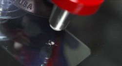 Repairing Windscreen