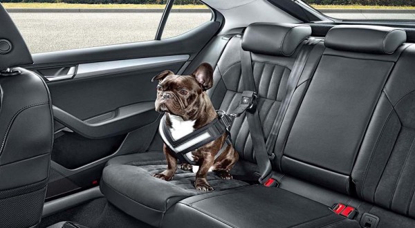 skoda-launches-seatbelt-for-dogs-and-other-practical-accessories_3