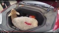 Tesla sheep copy