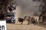 Sébastien Ogier lucky cow