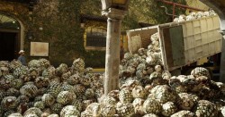 FORD JOSE CUERVO TEAM UP TO MAKE CAR PARTS FROM AGAVE (3) copy