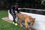 How to scare a tiger