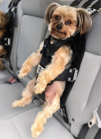Best Seat Belt for Dogs Comparison Rocketeer Pack (3)