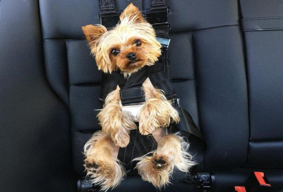 Best Seat Belt for Dogs Comparison Rocketeer Pack (2)