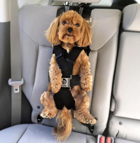 Best Seat Belt for Dogs Comparison Rocketeer Pack (4)