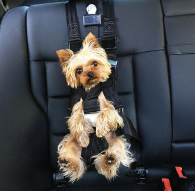 Best Seat Belt for Dogs Comparison Rocketeer Pack (5)